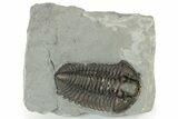 Calymene Niagarensis Trilobite Fossil - New York #232081-1